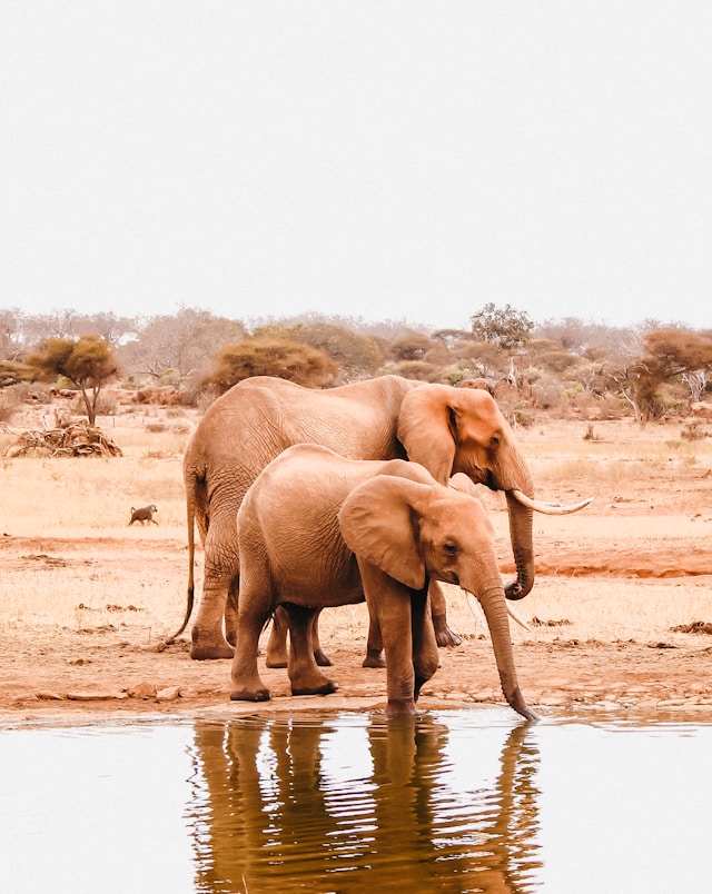 Kenya Tour