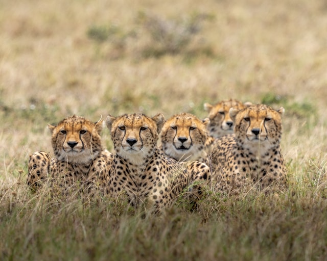 Kenya Scenic View
