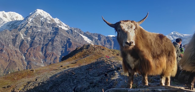 Nepal Landscape