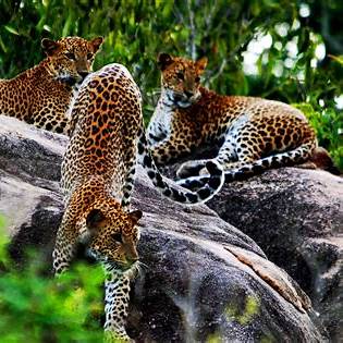 Yala National Park